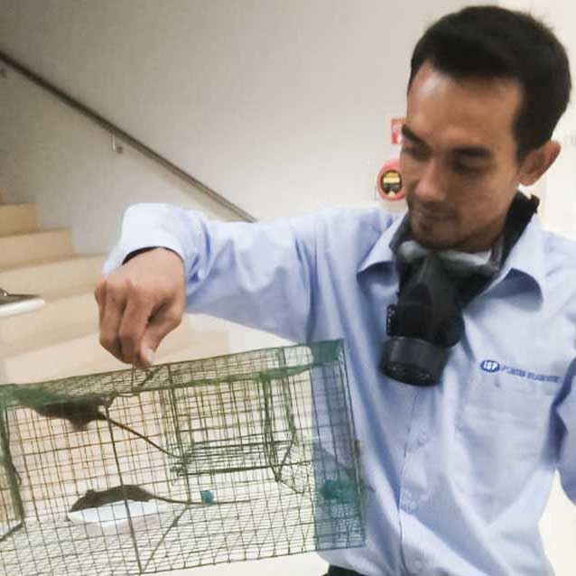 jasa pengendalian tikus surakarta