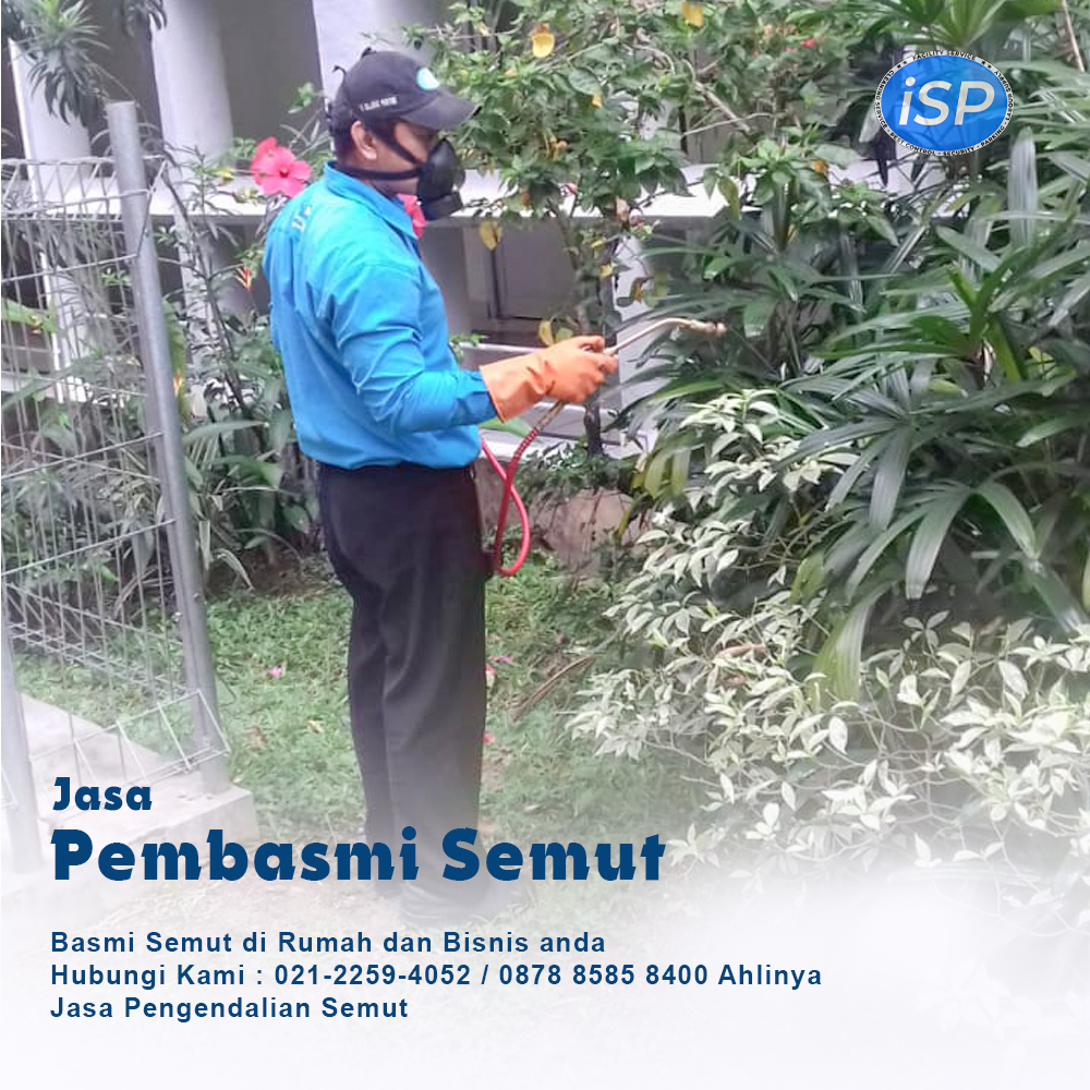 basmi semut