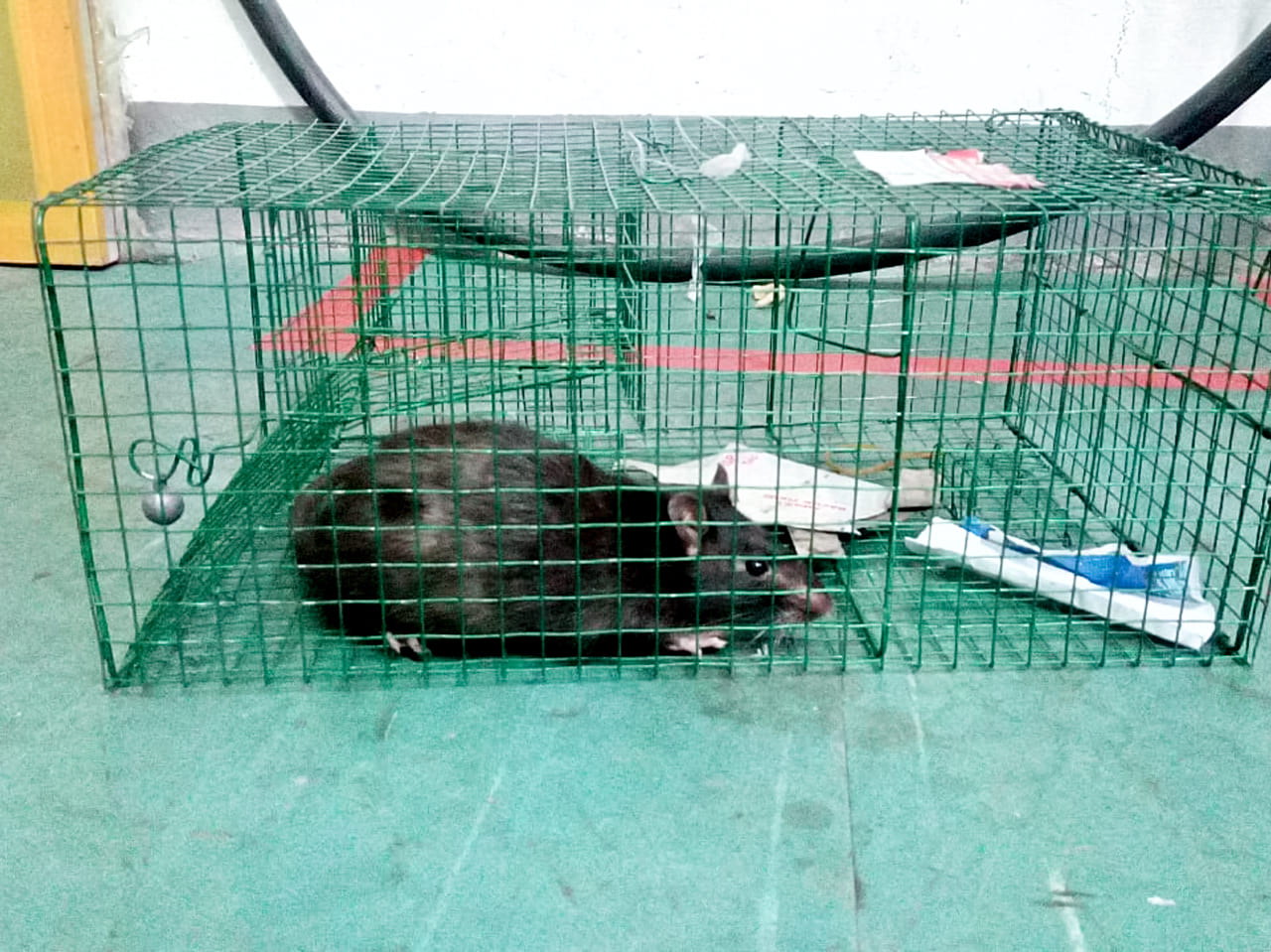 jasa pengendalian tikus solo