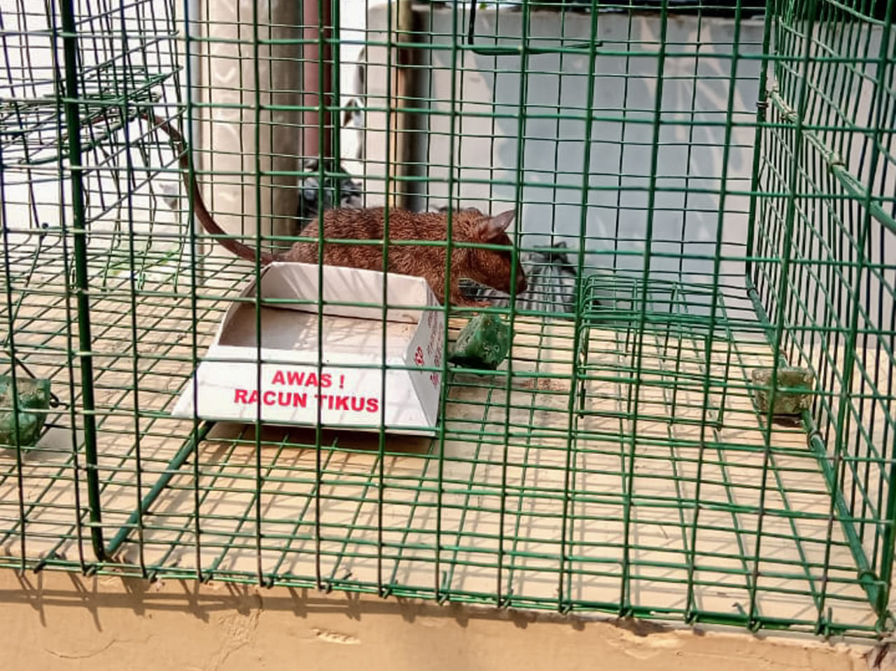 jasa pest control solo