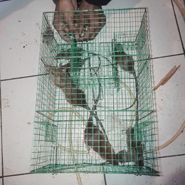 pest control boyolali