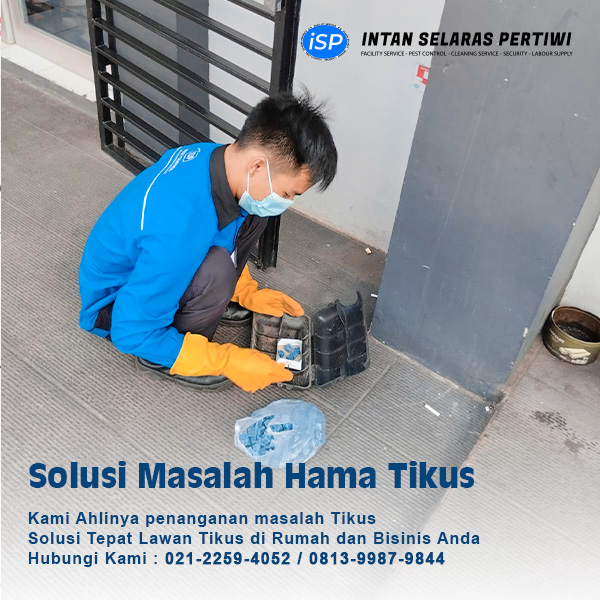 jasa usir tikus di jakarta